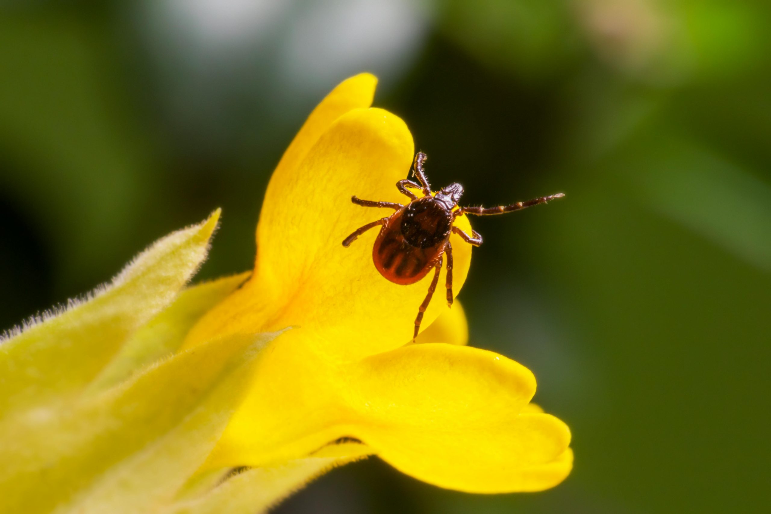 LYME-KÓR KEZELÉSÉNEK TÖKÉLETES MÓDJA: EGY FEHÉRJE ÁTALAKÍTHATJA AZ EMBERI VEREJTÉKET